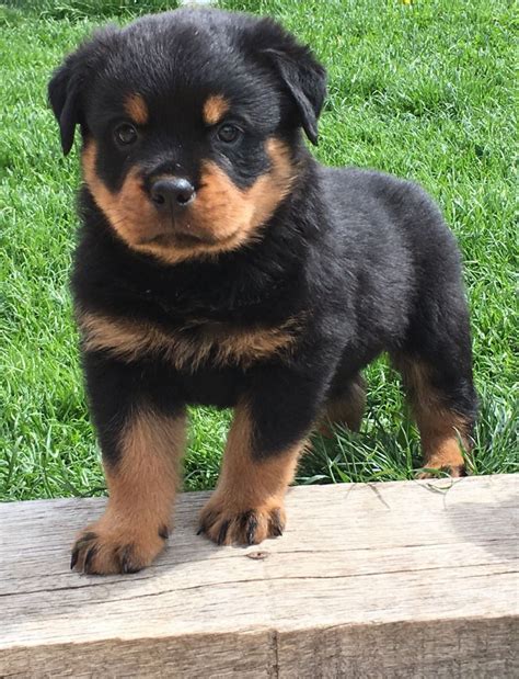 You will need to put down a 500 non-refundable deposit. . Rottweiler puppies for sale in texas